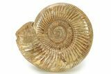 Polished Jurassic Ammonite (Perisphinctes) - Madagascar #270954-1